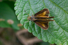 Parnara amalia