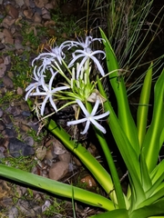 Crinum pedunculatum