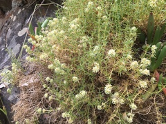 Scleranthus pungens