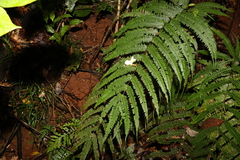 Pteris pacifica