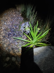 Crinum pedunculatum