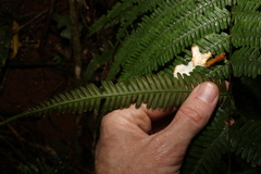 Pteris pacifica