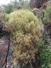 Scleranthus pungens
