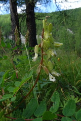 Astragalus frigidus