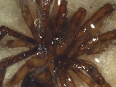 Gradungula sorenseni