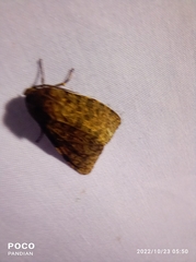 Olepa ricini