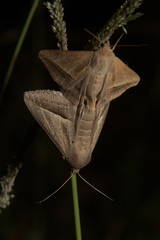 Mocis frugalis