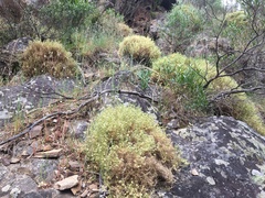 Scleranthus pungens