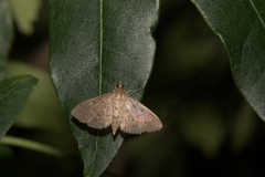 Herpetogramma licarsisalis