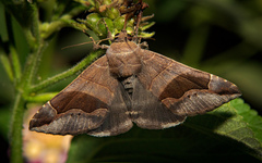 Bastilla solomonensis