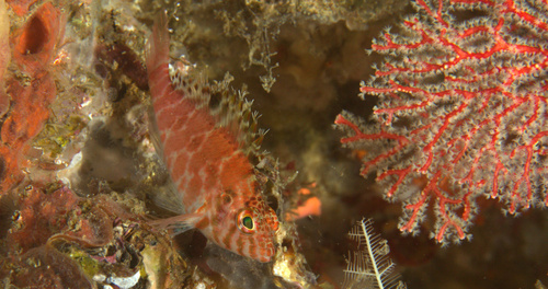 Threadfin Hawkfish — seen at this dive site