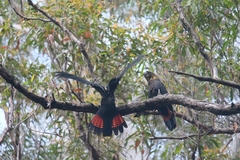 Calyptorhynchus lathami