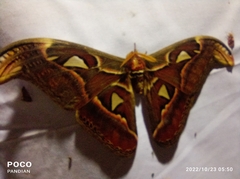 Attacus taprobanis