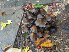 Coprinellus micaceus