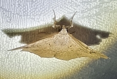 Esthlodora versicolor