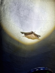 Esthlodora versicolor