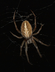 Neoscona theisi