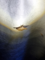 Esthlodora versicolor