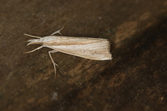 Fissicrambus profanellus