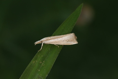 Fissicrambus profanellus
