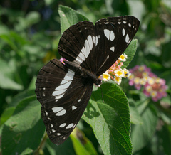 Phaedyma shepherdi