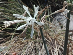 Pancratium