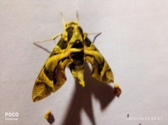 Daphnis nerii