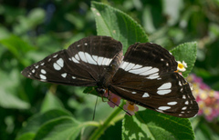 Phaedyma shepherdi