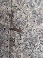 Kalotermes flavicollis