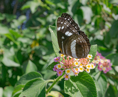 Phaedyma shepherdi