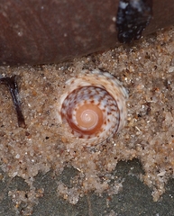 Bembicium