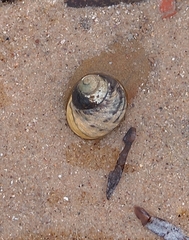 Austrocochlea constricta