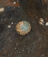 Bembicium nanum