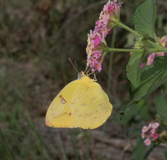 Catopsilia gorgophone