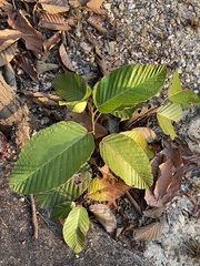 Dipterocarpus