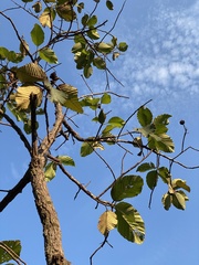 Dipterocarpus