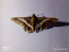 Chiasmia nora