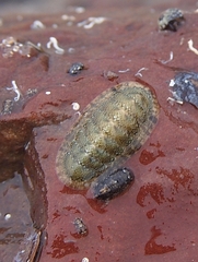 Ischnochiton