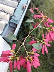 Euphorbia pulcherrima
