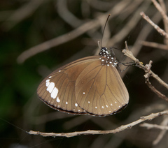 Euploea tulliolus