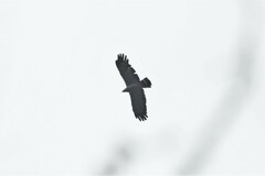 Polyboroides typus typus