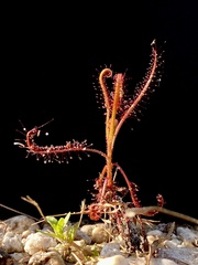 Drosera indica