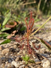 Drosera indica