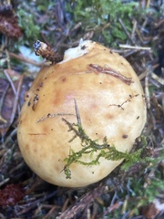 Russula decolorans