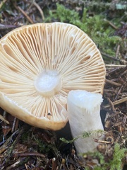 Russula decolorans