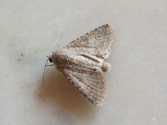 Pandesma robusta