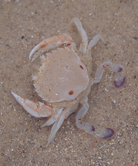 Ovalipes australiensis