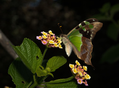 Graphium macleayanus