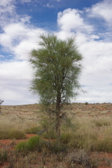 Acacia sericophylla