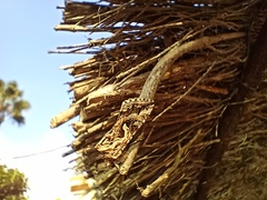 Cornutiplusia circumflexa